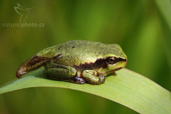 Rosnička zelená (Hyla arborea), Rosnička zelená (Hyla arborea), European tree frog, Autor: Ondřej Prosický | NaturePhoto.cz, Model: Canon EOS-1D Mark III, Objektiv: Canon EF 100mm f/2.8 Macro USM, Ohnisková vzdálenost (EQ35mm): 130 mm, stativ Gitzo 3540 LS + RRS BH55, Clona: 10, Doba expozice: 1/200 s, ISO: 500, Kompenzace expozice: -1/3, Blesk: Ne, Vytvořeno: 28. června 2008 10:53:40, Polanka nad Odrou (Česko)